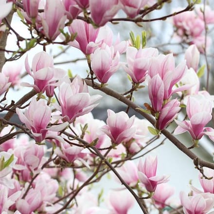Beverboom - Magnolia soulangeana 50-60 cm