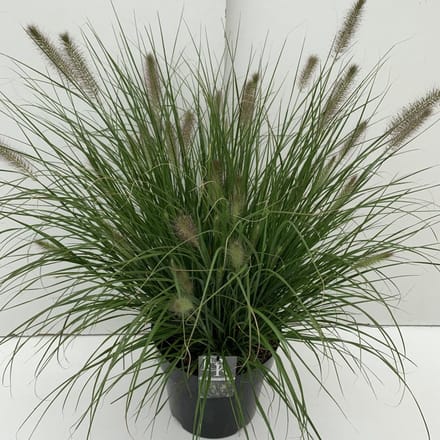 Pennisetum alopecuroides 'Hameln' - 10 liter pot - cm