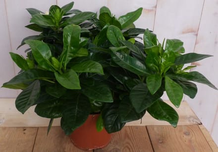 Warentuin natuurlijk - Kamerplant Kaapse Jasmijn Gardenia