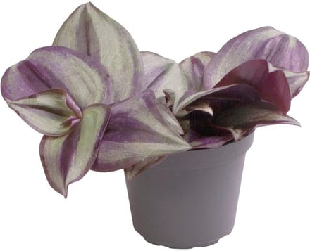 Tradescantia Zebra - Terrariumplant
