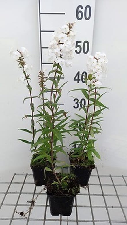 6x Vlambloem - Phlox (m) 'Delta' | 9x9 cm pot