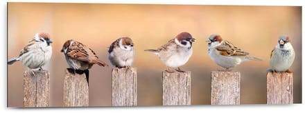 Schilderij Vogels - 30 x 90 - Hout - REINDERS