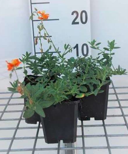 6x Zonneroosje - Helianthemum hybr. 'Bronzeteppich' | 9x9 cm pot