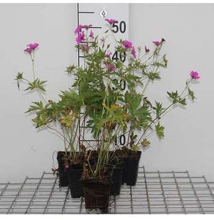 6x Ooievaarsbek - Geranium hybr. 'Patricia' | 9x9 cm pot