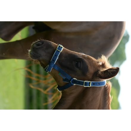 Bucas Halster Bucas Dublin Donkerblauw-zilver