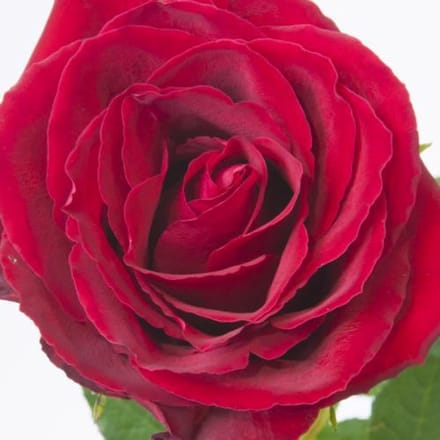20x Rosa madam red 70cm