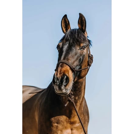 Halster en touwset voor paarden Norton Deco