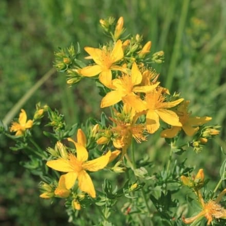 Bloeiend hertshooi (Hypericum Inodorum) - Magical - Hertshooi - Vaste planten - Zomerbollen - bloeit in Juli / Augustus