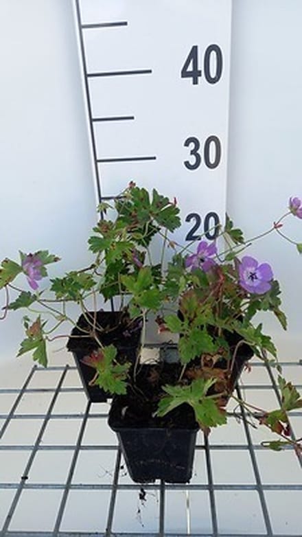 6x Ooievaarsbek - Geranium wall. 'Silvia's Surprise'® | 9x9 cm pot