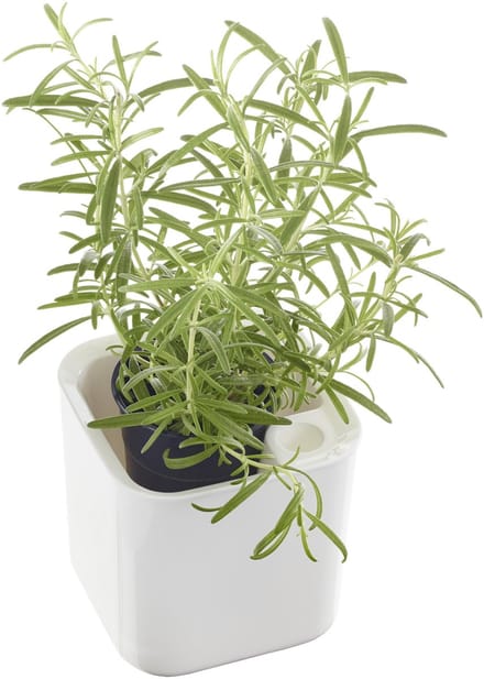 Kruidenpot Eden, breedte: 120 mm, wit