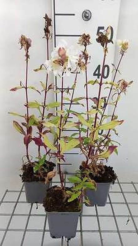 6x Zeepkruid - Saponaria off. 'Alba Plena' | 9x9 cm pot