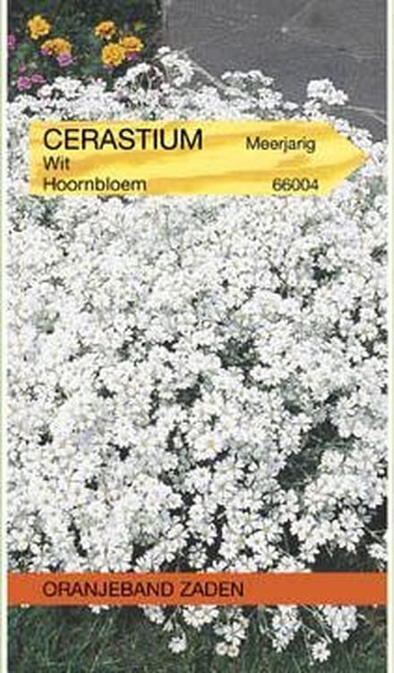 Oranjebandzaden -  Cerastium, Hoornbloem, wit