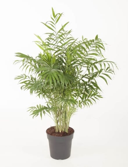 Chamaedora Elegans - Hoogte 80cm - Pot 24cm