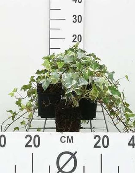 12x Bontbladige Klimop - Hedera helix 'Glacier' | 9x9 cm pot