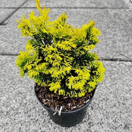 Chamaecyparis obt. 'Gold Post' - Schijncipres | 25-30 cm pot