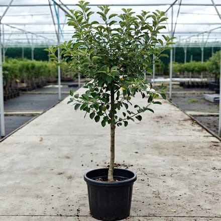 Malus domestica - Oude Appelboom 'Elstar' - Onderstam M111 - 45L pot - ca. 1.8m