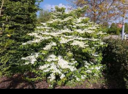 1 x Viburnum plic. 'Mariesii' - Japanse Sneeuwbal 40- 60 cm in pot