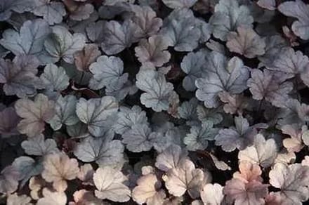 6x Purperklokje - Heuchera hybr. 'Silver Gumdrop' | 9x9 cm pot