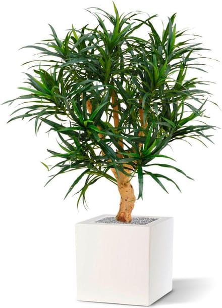 Draceana Reflexa Anita kunstplant 95cm