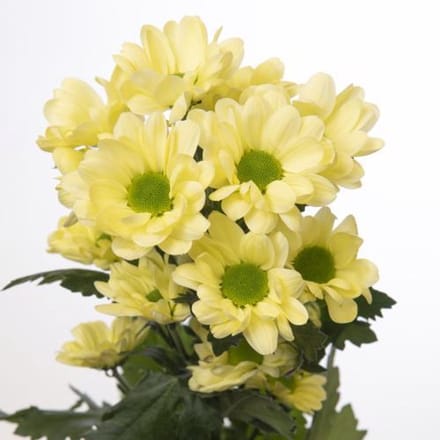 10x Chrysant chic cream 70cm