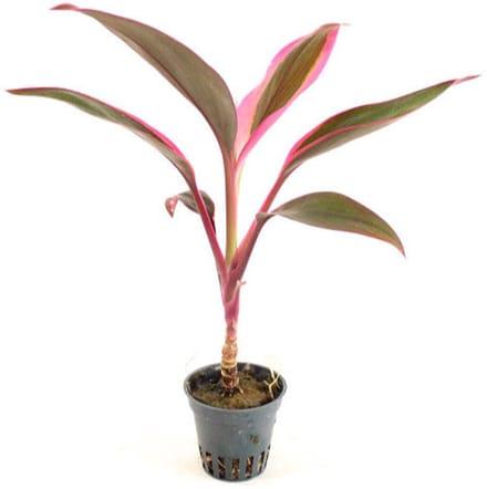 Aquaflora Cordyline Red Edge | in 5 cm pot