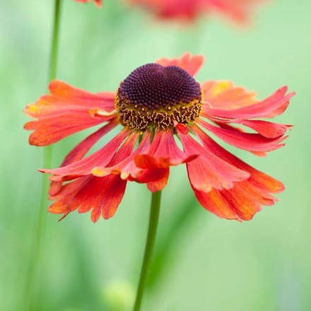 6 x Helenium 'Moerheim Beauty' - Zonnekruid pot 9x9cm