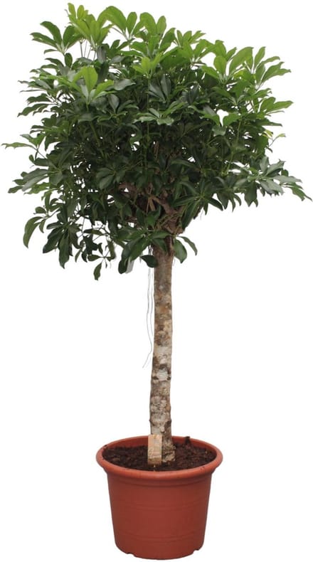 Compacte Schefflera Arboricola – Ideale Binnenboom, 175 cm hoog, ø45