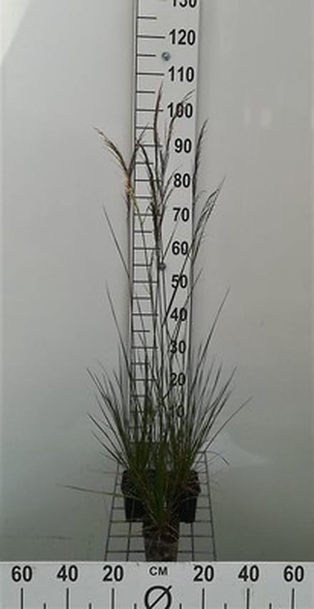 6x Ruwe smele - Deschampsia cesp. 'Goldschleier' | 9x9 cm pot