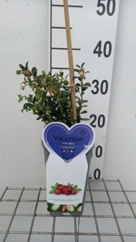 Vaccinium vitis-idaea - 30-40 cm in pot