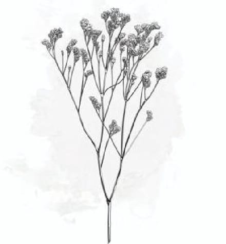 25x Lim. - wit 60cm