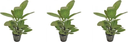 Levende aquariumplant - Echinodorus ozelot - groen - 5 cm pot per 3 stuks