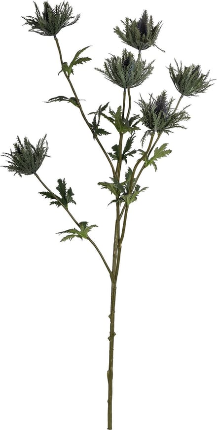 PTMD  thistle plant groen distel spray met bladeren