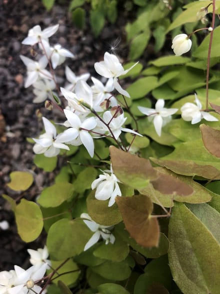 6x Elfenbloem - Epimedium Youngianum 'Niveum' | 9x9 cm pot