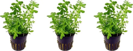 Levende aquariumplant Bacopa Monerii 5 cm pot per 3 stuks