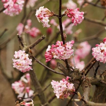 1 x Viburnum Bodnantense 'Charles Lamont' - Sneeuwbal 50-60 cm pot