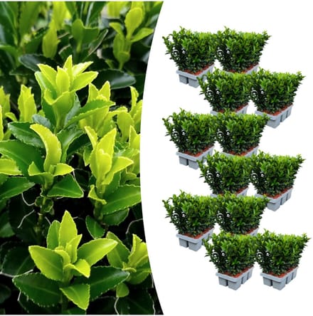 Tuinplantenshop.com | Euonymus 'Green Spire' | 72 stuks - Ø7cm - 15cm hoog
