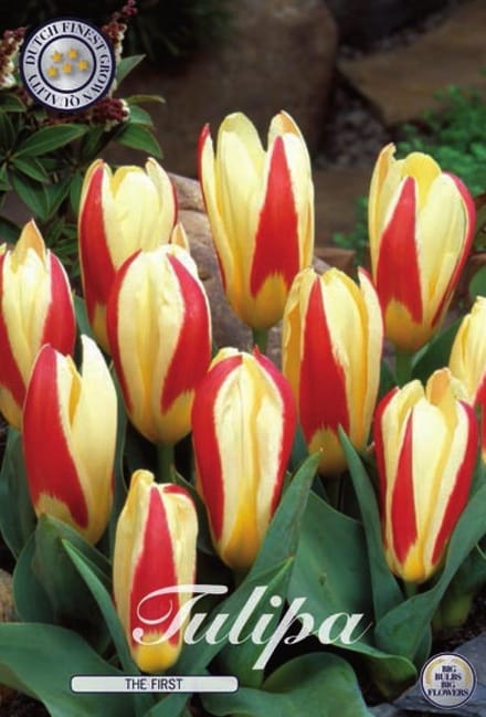 The First Kaufmannia Tulpenbollen 10 stuks Bolmaat 12+