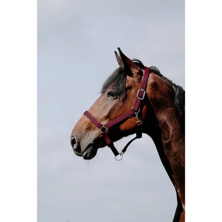 Leren halster voor paarden Riding World Cushion