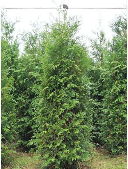 Levensboom Thuja plicata Atrovirens 160-180 cm, 12x Haagplant