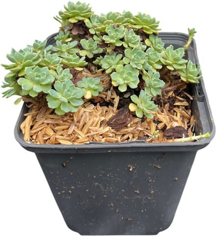 6x Vetkruid - Sedum pachyclados | 9x9 cm pot