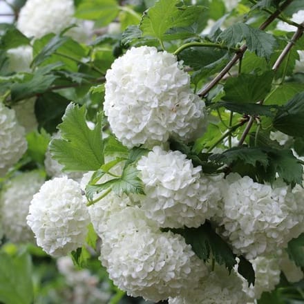 Viburnum Opulus - Gelderse roos 40-60 cm in pot