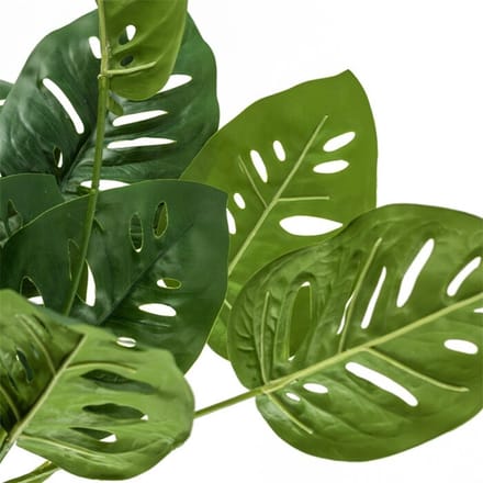 Monstera met wortel