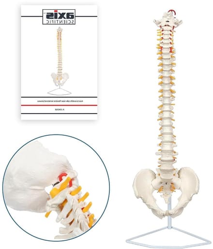 Flexibel Ruggenwervel Model - Wervelkolom Model - Anatomie Studie - Levensgroot en Flexibel - 86 cm Hoog - Bot Wit