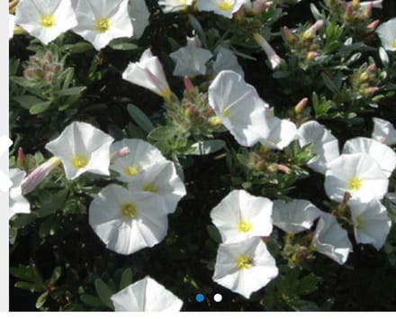 Convolvulus cneorum - Zilverwinde 25 - 30 cm in pot