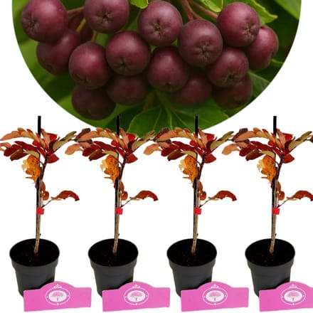 Set van 4 Grootvruchtige Lijsterbes- Sorbus 'Burka' - Hoogte 20cm - 9cm pot