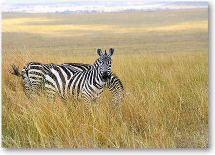 Zebra's - 70x50 Canvas Liggend - Dieren