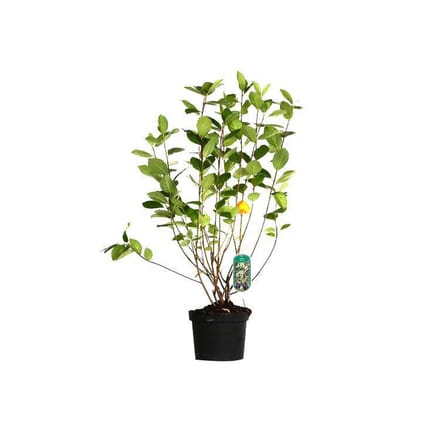 ARONIA MELANOCARPA - Zwarte appelbes 40 - 60 cm in pot