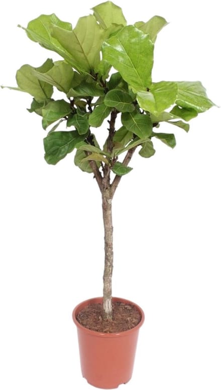 Green Harmony | Ficus Lyrata - Ø27cm - 120cm