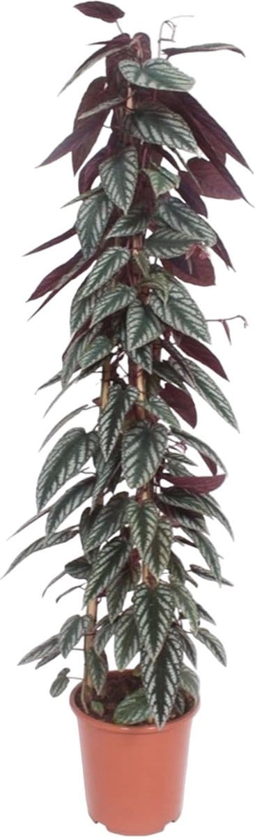 Cissus discolor pyramide - 150 cm - ø27