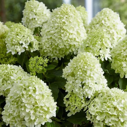 Hydrangea paniculata 'Little Spooky'® 60-80cm - Pluimhortensia, compacte en rijkbloeiende hortensia voor borders